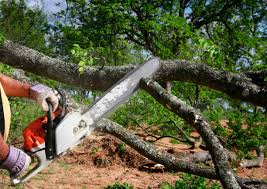 Trusted Cedar Glen Lakes, NJ  Tree Services Experts